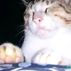 jempolkucing22