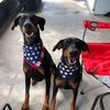 dobermomx2