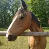 horse_love_363