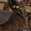 reemmohammad040