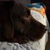 labrador_momma