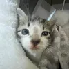 neko.1216