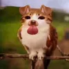 _cjreloaded_