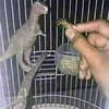 dhaniiiiiii