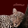 dyebosb6ena4