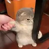 dpqla_