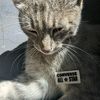 cat_guy_1000
