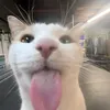 axel__._1