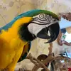 maxthemacaw0