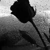 hardy_713_a