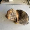 rabbits_are_cute12