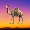 CamelSkits