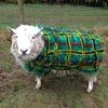 plaidsheep