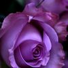 onxy_rose88