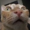 wanta_cat
