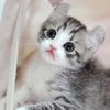 ummi.slmh