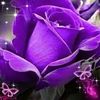 valentinmarinesc963