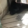 dogbagheera0