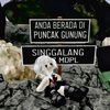 viiy_ynty