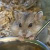 want.hammy._.nugget
