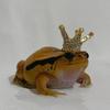 queenofthefrogs2