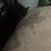 fast.ff._