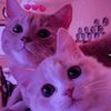 fatimaalkhalaf88