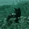 _lpboi