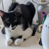 inkythecat2