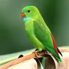 zedamangah33