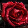 redrose_gg