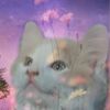 kitties_prodesizns