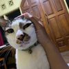 bulugemas0