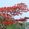 ngocsuong2404