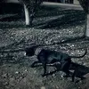 141414perro