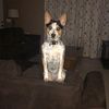 4pawsdaily