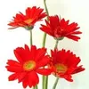dyxk38a7wqv8