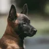 malinois.asti