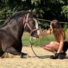 irishcob.katy