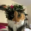 hopethecat00