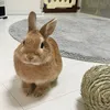 ふうくん