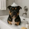 zorathebully