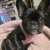 bulldogmomma_2021