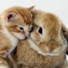 izzythecat8