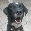 thor.doguineo