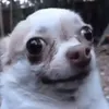 isabcdefgh