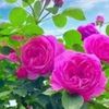 ssss.11.rose.11.ssss