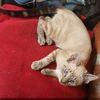 el_pusa