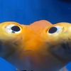 celestial_eye_goldfish