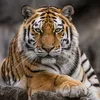 tigre67_